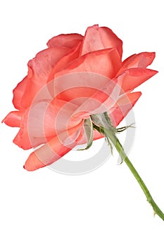 Dark orange rose isolated on white background