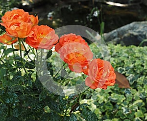 Dark Orange Roses In Bloom