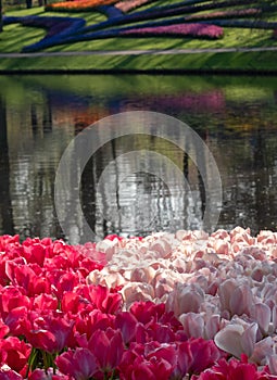 Dark and pale pink tulips overlooking the lake at Keukenhof Gardens, Lisse, Netherlands. Keukenhof is known as the Garden of