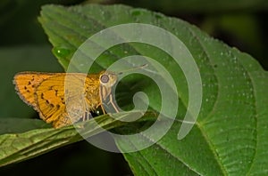 Dark Palm Dart Butterfly