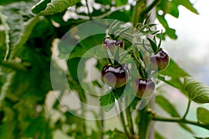 Dark panicles of tomatoes in a small greenhouse