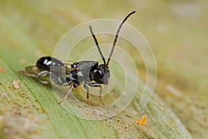 A dark parasitoid wasp