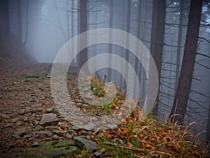 Dark path in tree in fog