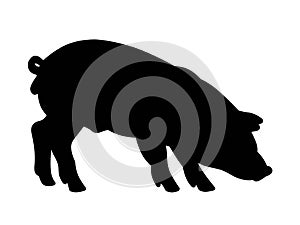 Dark pig silhouette