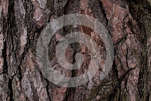 Dark pine bark, bark texture background