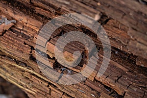 Dark pine bark, wood texture background