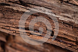 Dark pine bark, wood texture background
