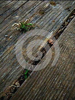 Dark pine Board with sprouted grass and moss