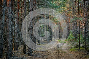 Dark pine forest slender trunks with bark