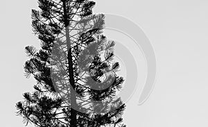 Dark pine tree sihouette in white background