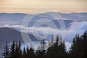 Dark pine tree tops on mountains, foggy valleys and pink sky at sunrise misty blue background