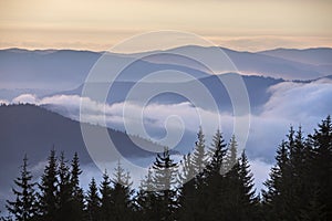 Dark pine tree tops on mountains, foggy valleys and pink sky at sunrise misty blue background photo