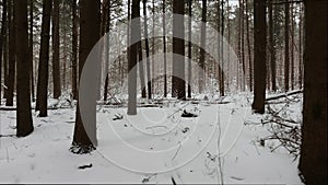 Dark pine trees contrast against the snow-covered ground