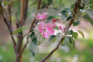 Dark pink apple blossom from a new red-fleshed cultivar in springtime.