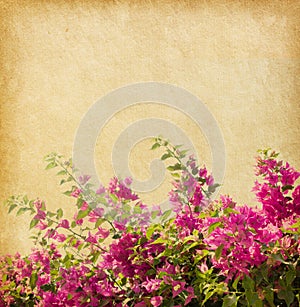 Dark pink bougainvillea