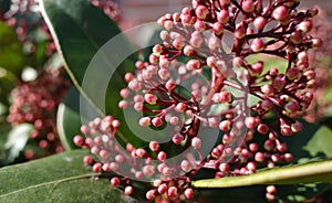 The dark pink buds of the shrub Japanese skimmia