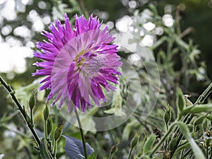 Dark pink cactus dahlia blooming