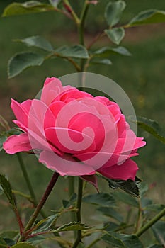 Dark pink coloured rose flower hybrid Amulett, established by rose breeding company Tantau from Germany