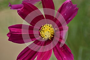 Dark pink Cosmos flower (Cosmos bipinnatus)