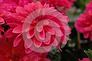 Dark pink dahlia flower closeup