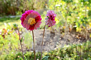 Dark pink dahlia flower with yellow centre