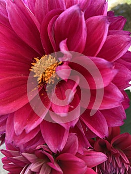 Dark pink dahlia flowers close up shot