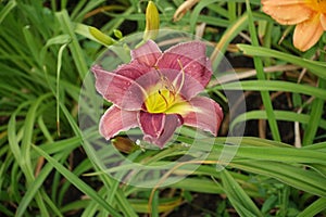 Dark pink flower of Hemerocallis fulva