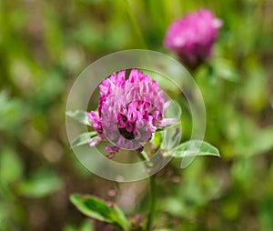 Dark pink flower. Red clover or Trifolium pratense inflorescence, close up