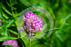 Dark pink flower. Red clover or Trifolium pratense inflorescence, close up.