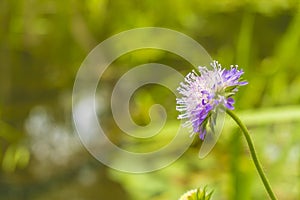 Dark pink flower. Red clover or Trifolium pratense inflorescence, close up. Purple meadow trefoil blossom with alternate, three le