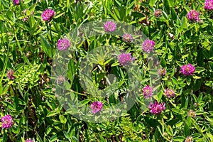 Dark pink flower. Red clover or Trifolium pratense inflorescence, close up. Purple meadow trefoil blossom with alternate