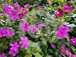 Dark pink flower In the weather That is hot and humid