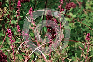 dark pink flowers drying on the bush in the summer heat