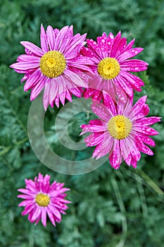 Dark pink flowers of marguerite daisy with drops in summer garden close up