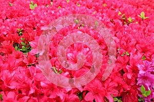 Dark pink flowers plenty blooming