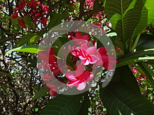 Dark pink frangipani photo