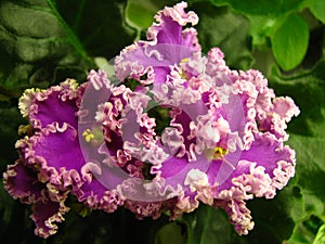 Dark pink-fuchsia flowers with very corrugated light lilac edge on green background