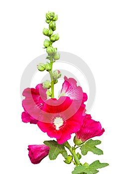 Dark pink Hollyhocks flower isolated