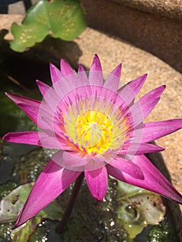 Dark pink lotus or waterlily with green leaves