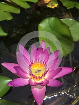 Dark pink lotus or waterlily with green leaves