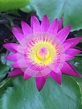 Dark pink lotus or waterlily with green leaves