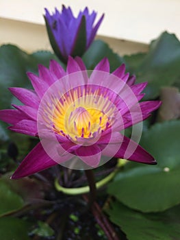 Dark pink lotus or waterlily with green leaves