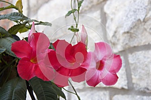 Dark Pink Mandevilla