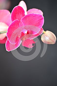 Dark pink moth orchid against black