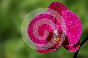 Dark pink orchid.