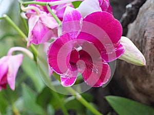 Dark pink orchids bloom in the morning sun