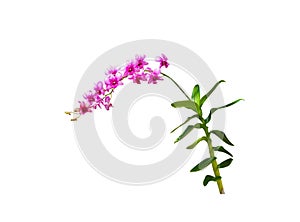 Dark pink orchids dendrobium or purple flowers branch isolated on white background , clipping path