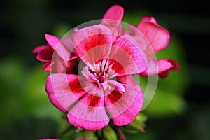 Dark pink Pelargonium zonale