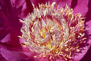 Dark pink peony