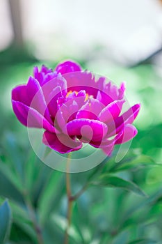 Dark pink peony flower growing in garden, vertical